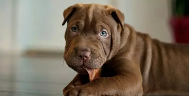 Metisa Sharpei (23 foto's): Sharpei Mix with Shepherd and Hound, Stafford and Boxer, Kornoye en andere rassen 23027_14