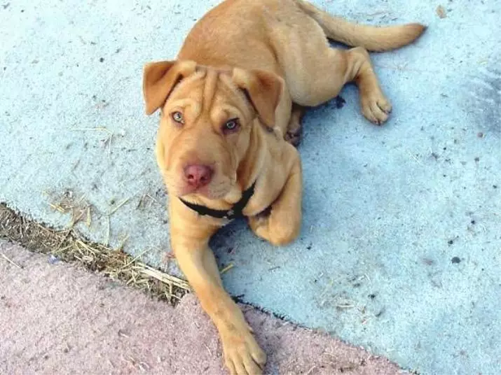 Metisa Sharpei (23 foto's): Sharpei Mix with Shepherd and Hound, Stafford and Boxer, Kornoye en andere rassen 23027_19