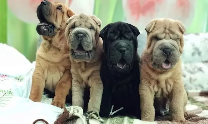 Mitesa Sharpei (23 Photos): Sharpei Mix tare da makiyayi da hundund, Kornoye da sauran nau'ikan 23027_2