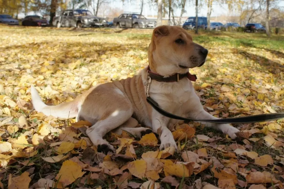 Metisa Sharpei (23 wêne): Sharpei Bi Shepherd û Hound, Stafford û Boxer, Kornoye û nijadên din 23027_4