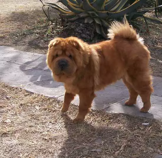 Mitesa Sharpei (23 Photos): Sharpei Mix tare da makiyayi da hundund, Kornoye da sauran nau'ikan 23027_6