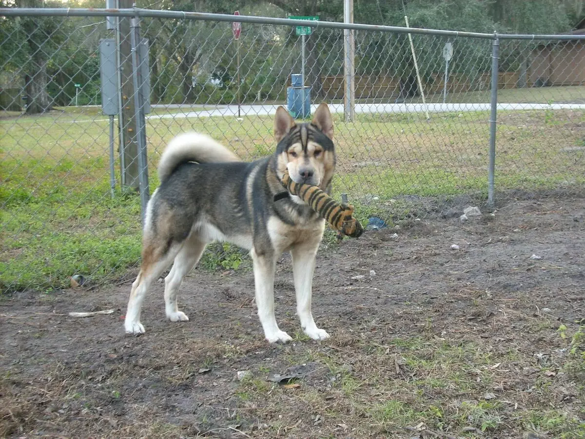 Metisa Sharpei (23 wêne): Sharpei Bi Shepherd û Hound, Stafford û Boxer, Kornoye û nijadên din 23027_8