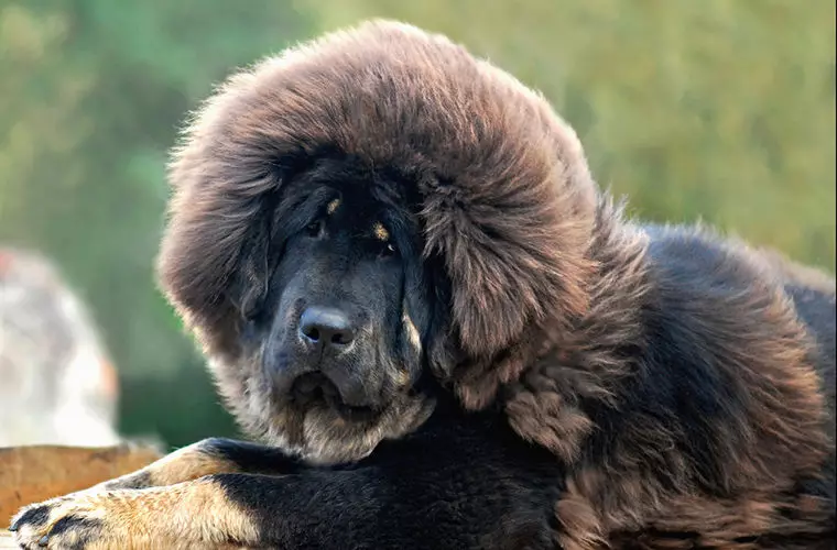 Mastiffs Tibet terbesar (29 gambar): Anjing terbesar Breed Tibet Mastiff di dunia dan di Rusia 23028_10