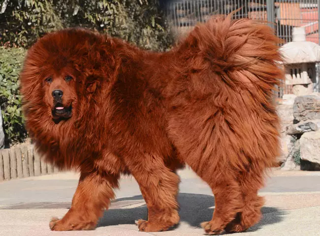 Mastiffs Tibet terbesar (29 gambar): Anjing terbesar Breed Tibet Mastiff di dunia dan di Rusia 23028_11