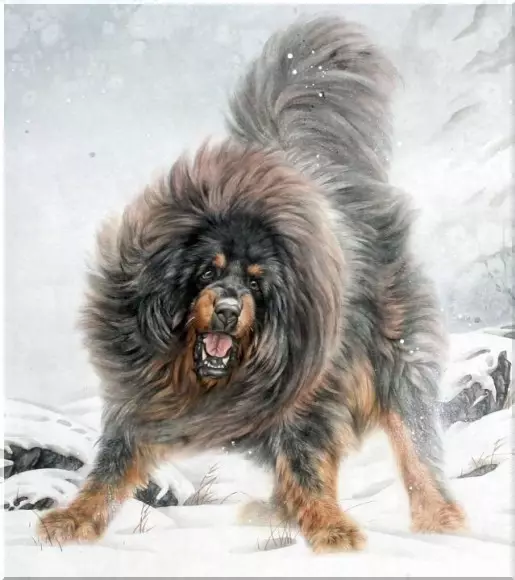 Os maiores mastiff tibetanos (29 fotos): os maiores cans da raza Mastiff tibetano no mundo e en Rusia 23028_13