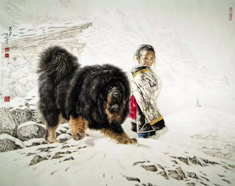 Mastiffs Tibet terbesar (29 gambar): Anjing terbesar Breed Tibet Mastiff di dunia dan di Rusia 23028_14