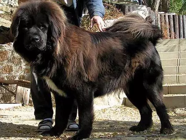 Mastiffs Tibet terbesar (29 gambar): Anjing terbesar Breed Tibet Mastiff di dunia dan di Rusia 23028_15