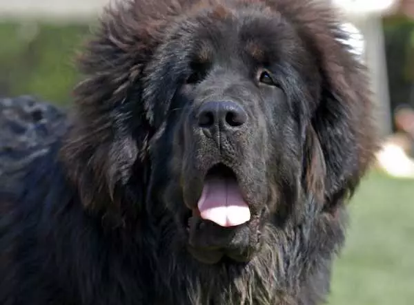 Mastiffs Tibet terbesar (29 gambar): Anjing terbesar Breed Tibet Mastiff di dunia dan di Rusia 23028_16