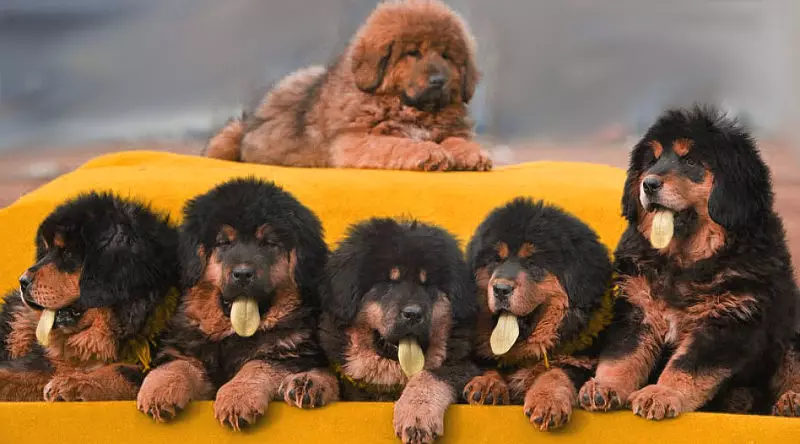 Mastiffs Tibet terbesar (29 gambar): Anjing terbesar Breed Tibet Mastiff di dunia dan di Rusia 23028_17