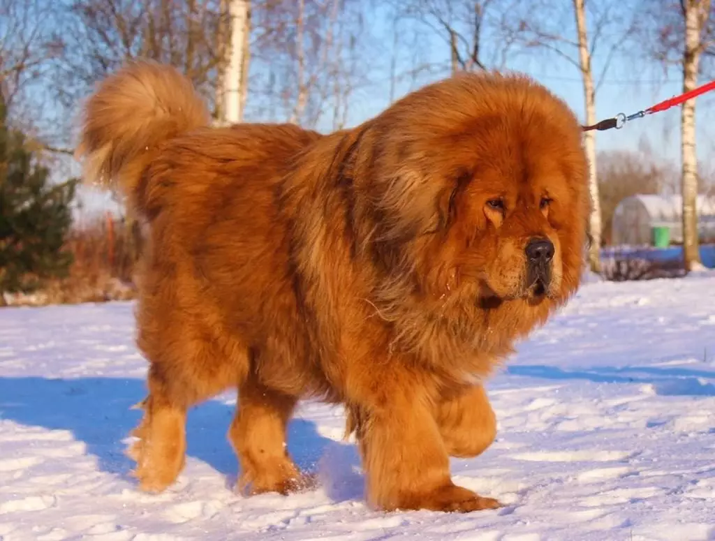 Mastiffs Tibet terbesar (29 gambar): Anjing terbesar Breed Tibet Mastiff di dunia dan di Rusia 23028_18