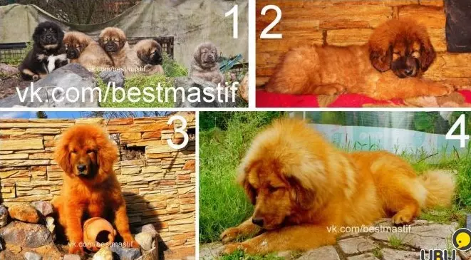 Mastiffs Tibet terbesar (29 gambar): Anjing terbesar Breed Tibet Mastiff di dunia dan di Rusia 23028_19