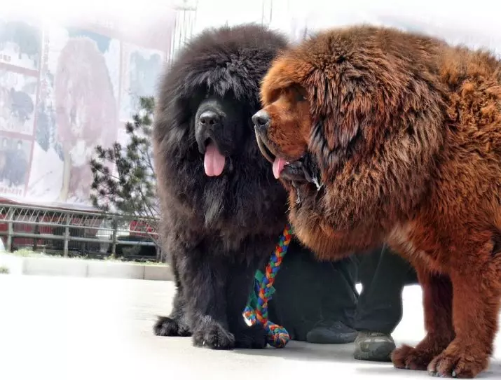 Mastiffs Tây Tạng lớn nhất (29 ảnh): Những con chó lớn nhất của giống chó Tây Tạng trên thế giới và ở Nga 23028_2