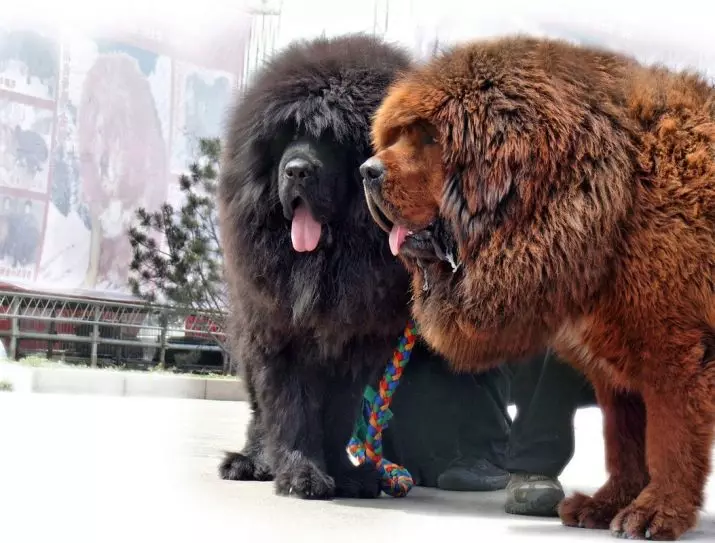 Tibetan Mastiff paling gedhe (29 Foto): Anjing paling gedhe ing Tibetan Tibetan Mastiff ing jagad iki lan Rusia 23028_2