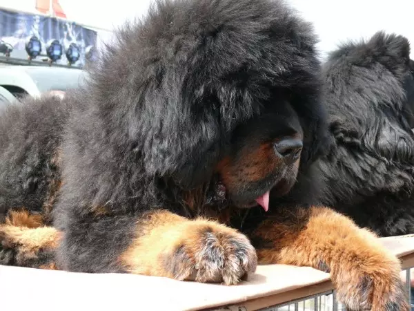 Mastiffs Tibet terbesar (29 gambar): Anjing terbesar Breed Tibet Mastiff di dunia dan di Rusia 23028_20