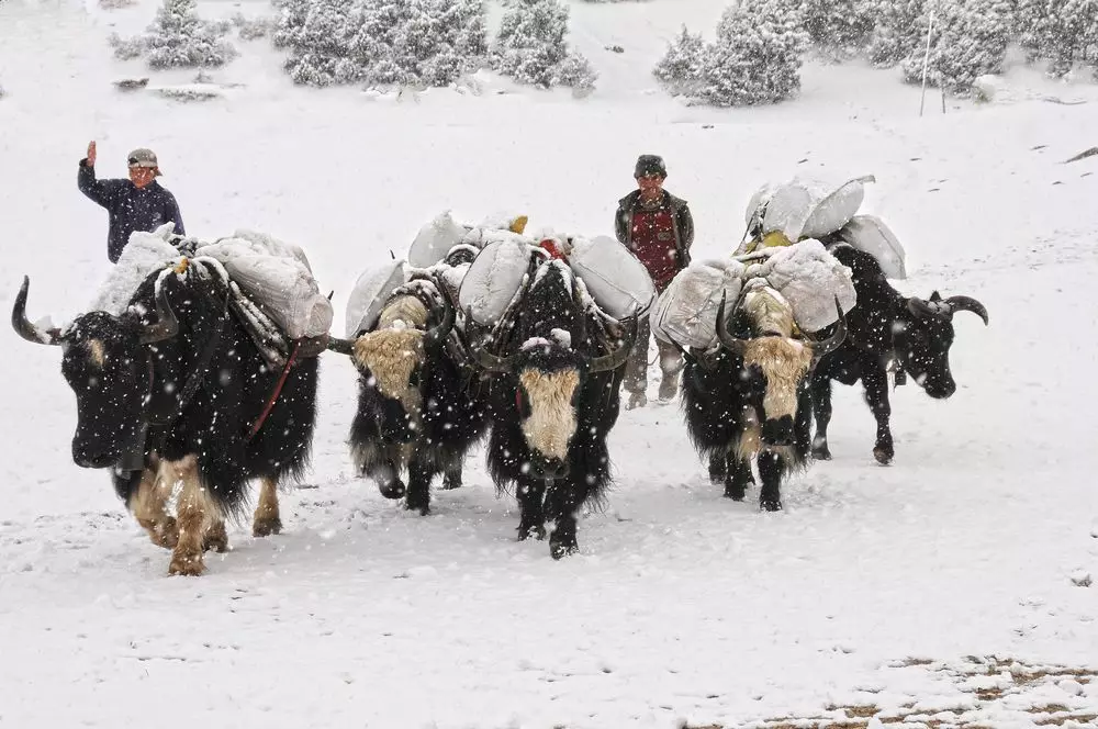 Mastiffs Tây Tạng lớn nhất (29 ảnh): Những con chó lớn nhất của giống chó Tây Tạng trên thế giới và ở Nga 23028_21
