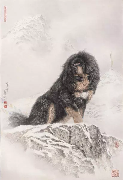 Mastiffs Tibet terbesar (29 gambar): Anjing terbesar Breed Tibet Mastiff di dunia dan di Rusia 23028_24