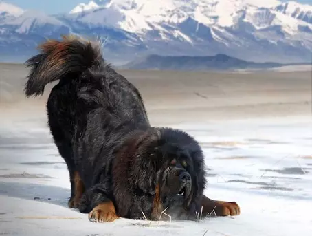 Os maiores mastiff tibetanos (29 fotos): os maiores cans da raza Mastiff tibetano no mundo e en Rusia 23028_25