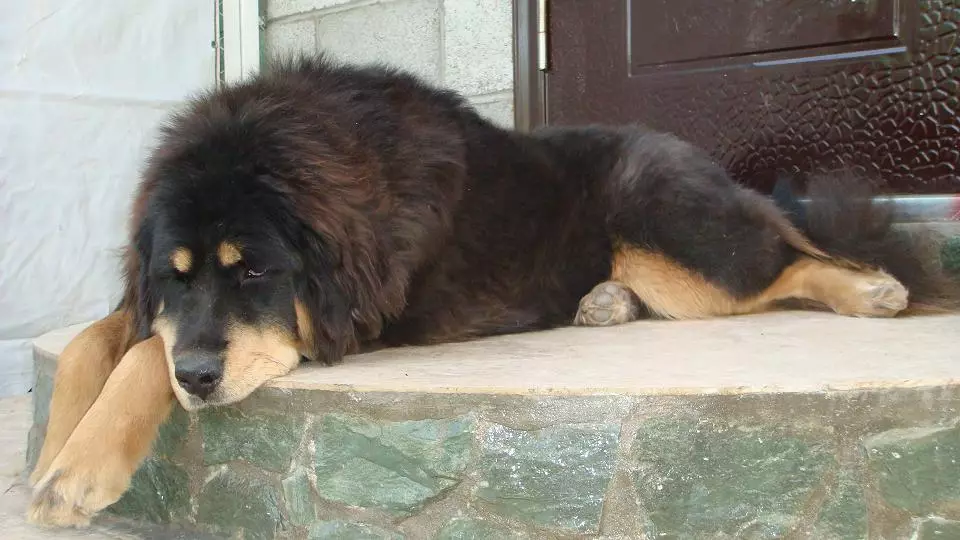 Mastiffs Tibet terbesar (29 gambar): Anjing terbesar Breed Tibet Mastiff di dunia dan di Rusia 23028_26