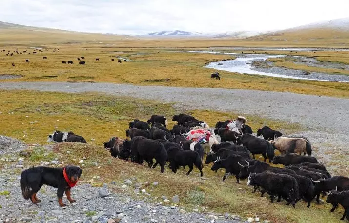 Mastiffs Tibet terbesar (29 gambar): Anjing terbesar Breed Tibet Mastiff di dunia dan di Rusia 23028_27