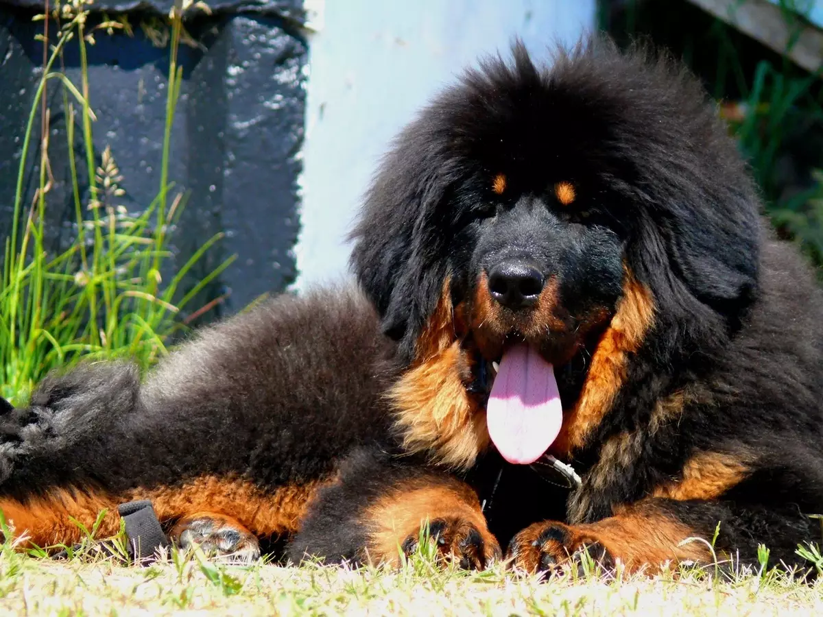 Mastiffs Tây Tạng lớn nhất (29 ảnh): Những con chó lớn nhất của giống chó Tây Tạng trên thế giới và ở Nga 23028_28