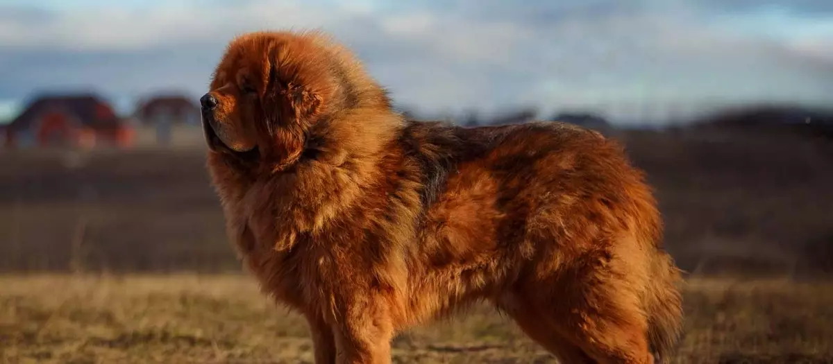 Mastiffs Tibet terbesar (29 gambar): Anjing terbesar Breed Tibet Mastiff di dunia dan di Rusia 23028_29