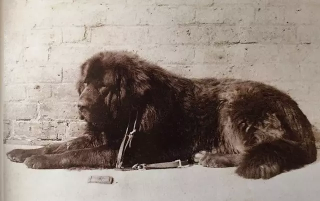 Mastiffs Tibet terbesar (29 gambar): Anjing terbesar Breed Tibet Mastiff di dunia dan di Rusia 23028_4