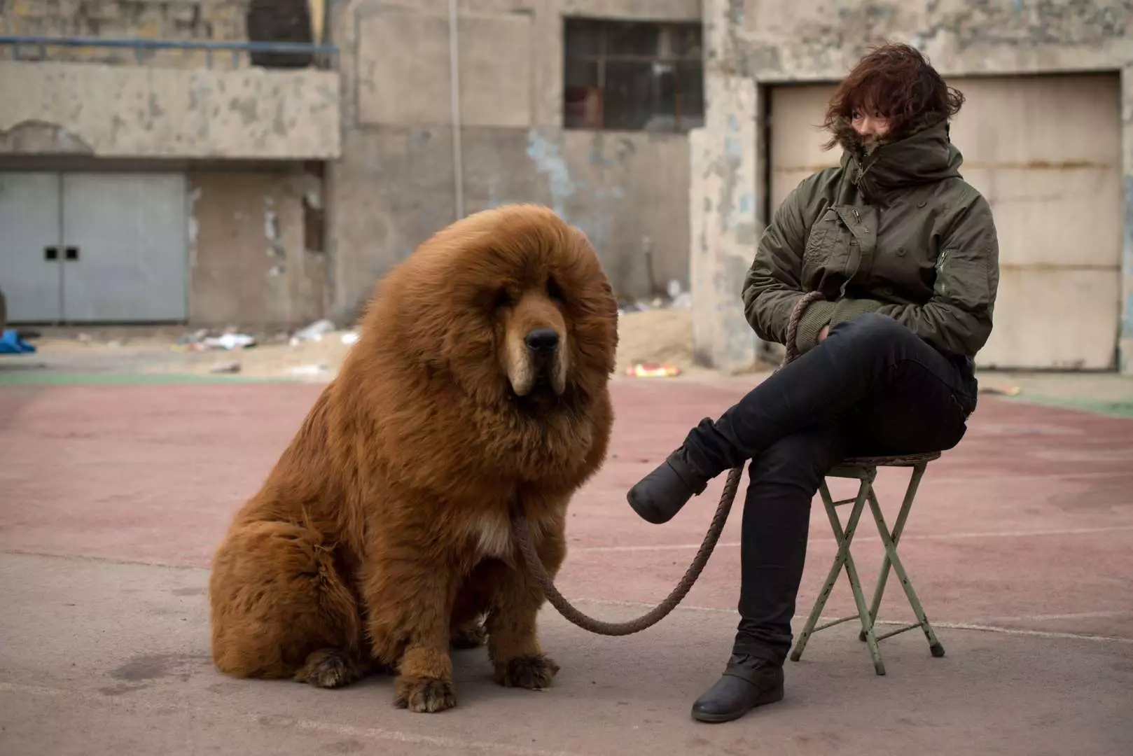 Mastiffs Tibet terbesar (29 gambar): Anjing terbesar Breed Tibet Mastiff di dunia dan di Rusia 23028_7