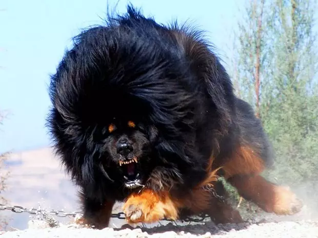 Mastiffs Tibet terbesar (29 gambar): Anjing terbesar Breed Tibet Mastiff di dunia dan di Rusia 23028_8