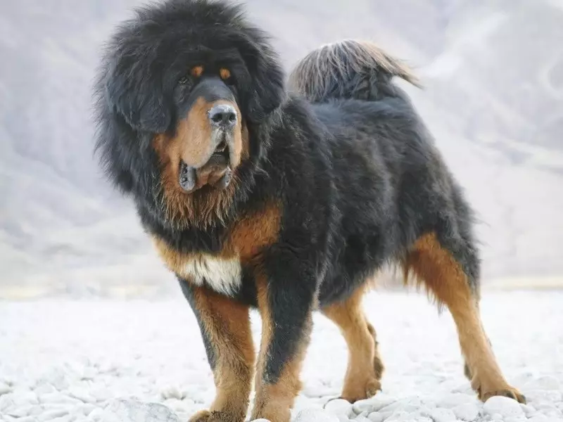 Mastiffs Tibet terbesar (29 gambar): Anjing terbesar Breed Tibet Mastiff di dunia dan di Rusia 23028_9
