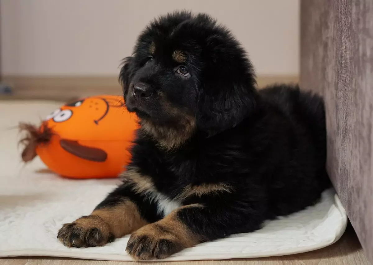 Димензии на тибетски Mastiff (19 фотографии): Колку тежи куче за возрасни? Кутре тежина со месеци. Раст на кучиња во венее 23029_10