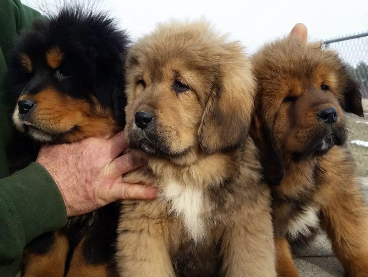 Dimensions de Mastiff tibétain (19 photos): Combien pèse un chien adulte? Poids du chiot pendant des mois. Croissance de chien dans le withers 23029_11