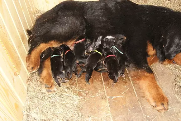 Dimensions de Mastiff tibétain (19 photos): Combien pèse un chien adulte? Poids du chiot pendant des mois. Croissance de chien dans le withers 23029_12
