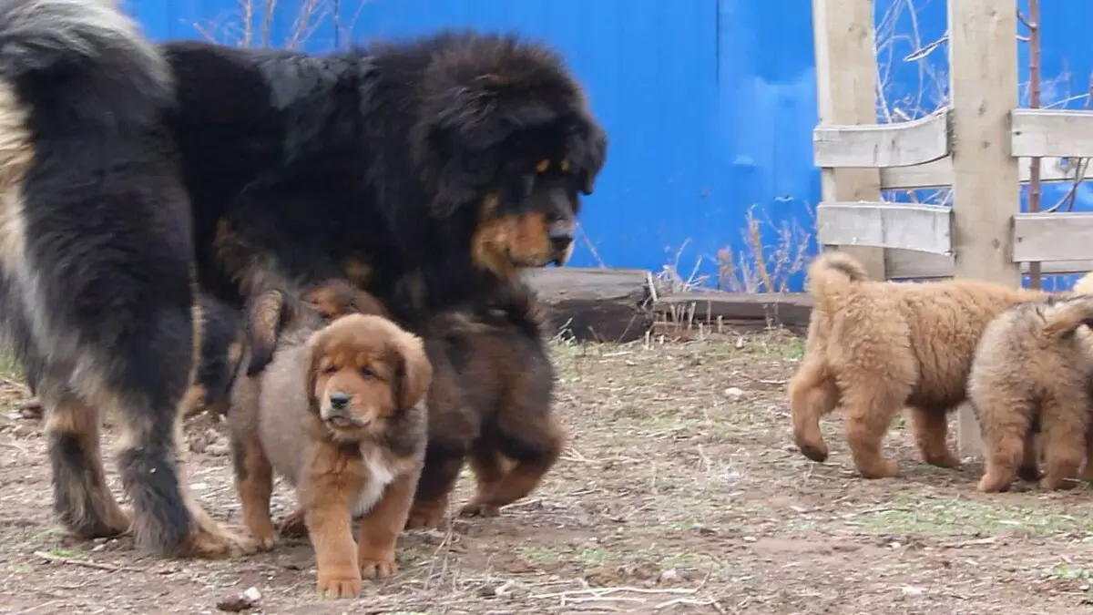 Димензии на тибетски Mastiff (19 фотографии): Колку тежи куче за возрасни? Кутре тежина со месеци. Раст на кучиња во венее 23029_13