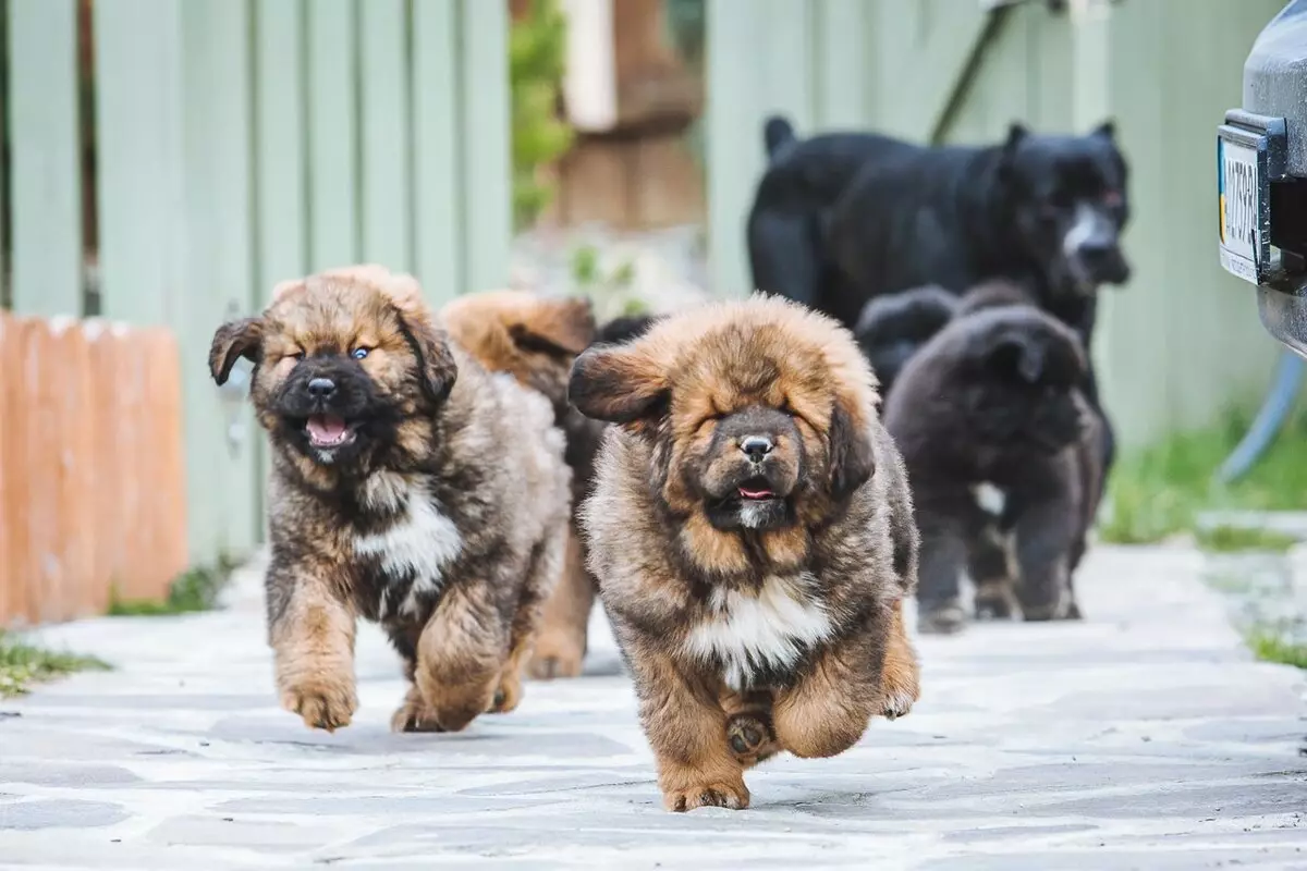 Димензии на тибетски Mastiff (19 фотографии): Колку тежи куче за возрасни? Кутре тежина со месеци. Раст на кучиња во венее 23029_14