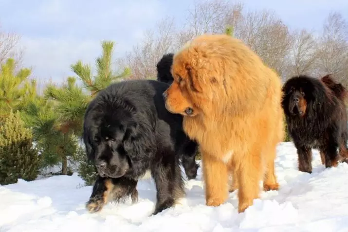 Димензии на тибетски Mastiff (19 фотографии): Колку тежи куче за возрасни? Кутре тежина со месеци. Раст на кучиња во венее 23029_15