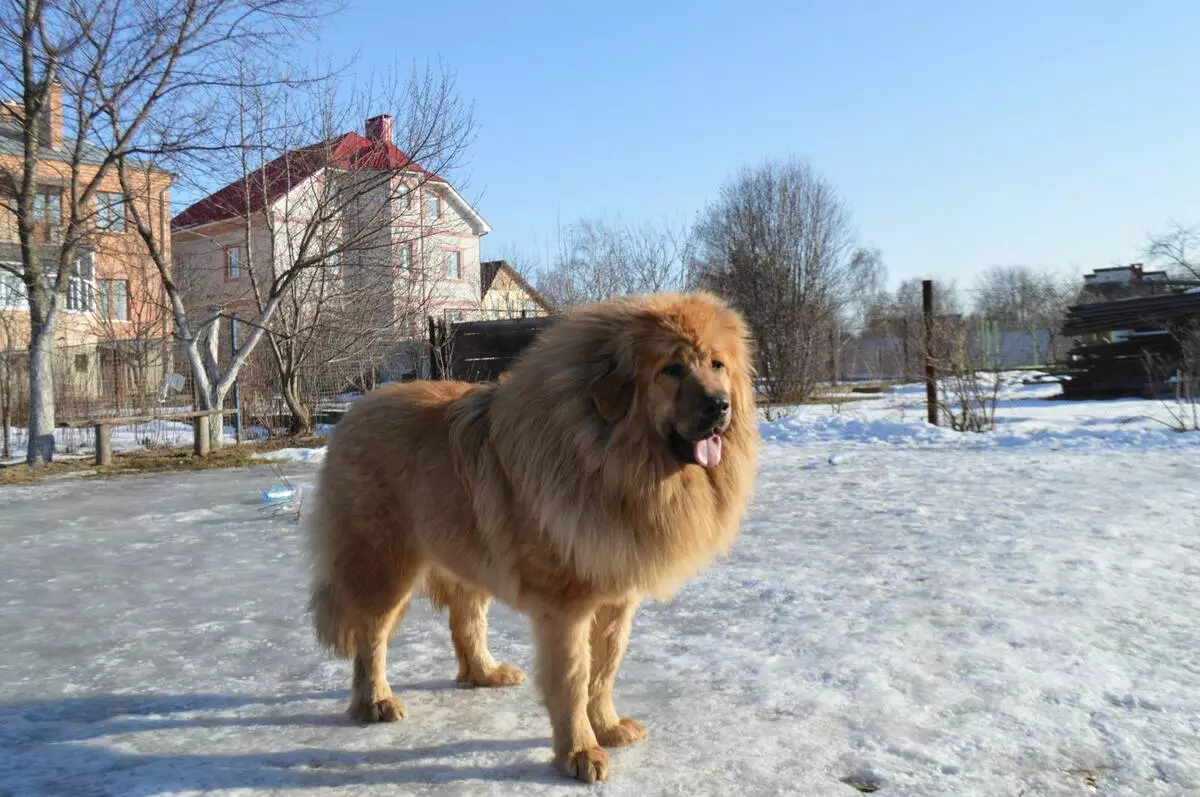 Dimensions de Mastiff tibétain (19 photos): Combien pèse un chien adulte? Poids du chiot pendant des mois. Croissance de chien dans le withers 23029_16