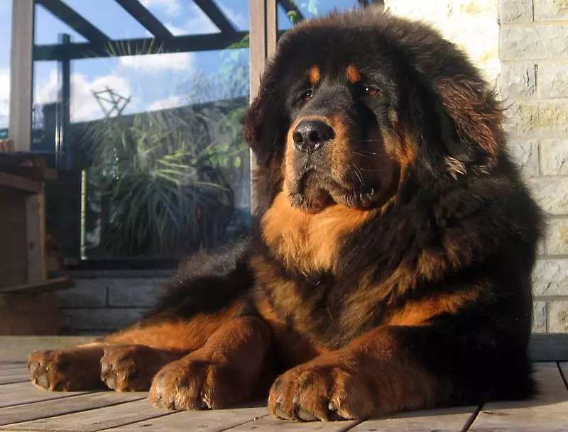 Димензии на тибетски Mastiff (19 фотографии): Колку тежи куче за возрасни? Кутре тежина со месеци. Раст на кучиња во венее 23029_17