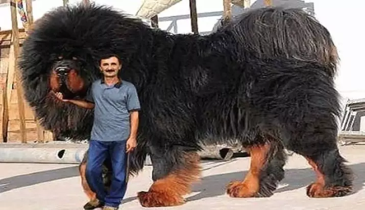 Dimensions de Mastiff tibétain (19 photos): Combien pèse un chien adulte? Poids du chiot pendant des mois. Croissance de chien dans le withers 23029_18