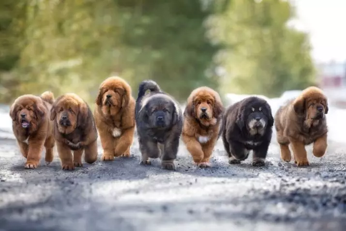 Димензии на тибетски Mastiff (19 фотографии): Колку тежи куче за возрасни? Кутре тежина со месеци. Раст на кучиња во венее 23029_19