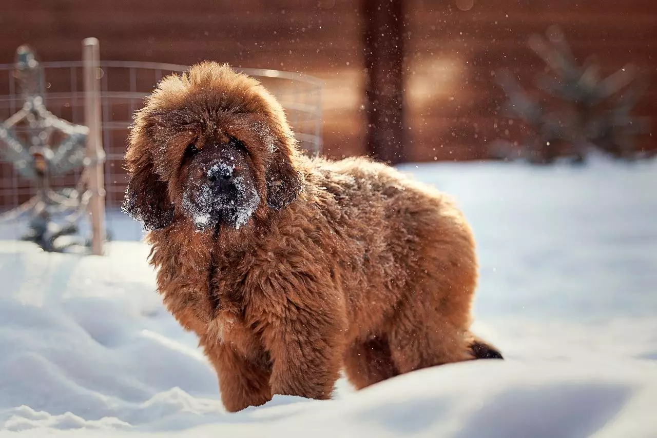 チベットマスティフの寸法（19枚の写真）：大人の犬はいくらですか？月の子犬の体重。枯れた犬の成長 23029_2