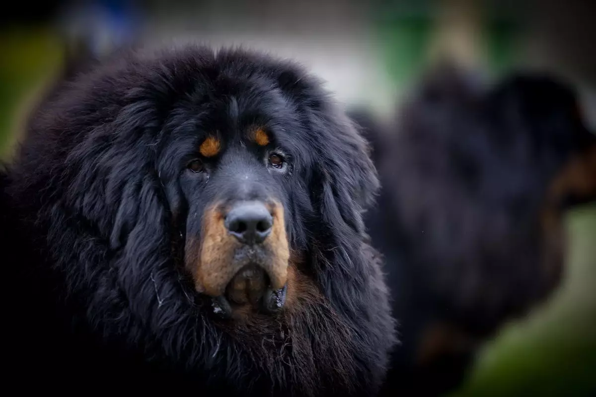 Димензии на тибетски Mastiff (19 фотографии): Колку тежи куче за возрасни? Кутре тежина со месеци. Раст на кучиња во венее 23029_3