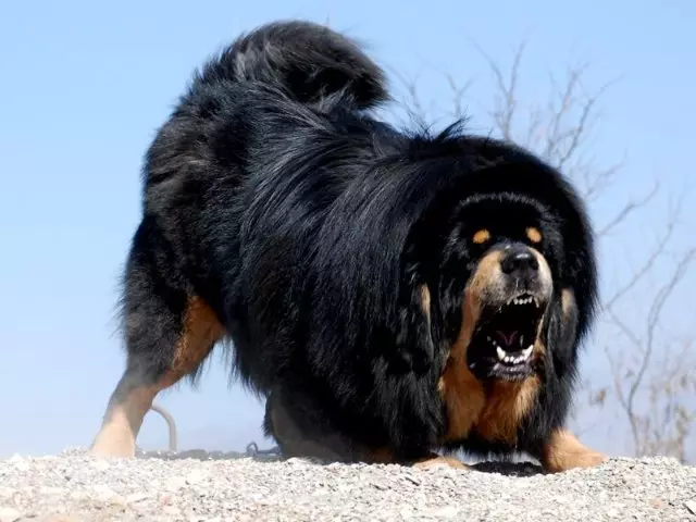 Димензии на тибетски Mastiff (19 фотографии): Колку тежи куче за возрасни? Кутре тежина со месеци. Раст на кучиња во венее 23029_4