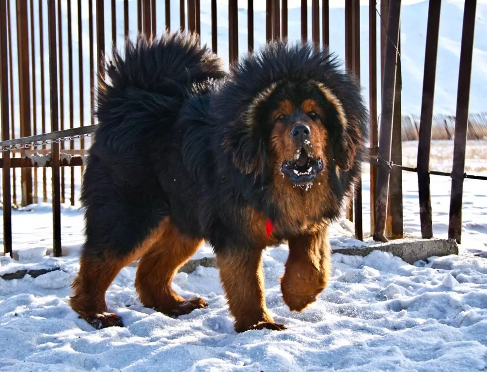 Димензии на тибетски Mastiff (19 фотографии): Колку тежи куче за возрасни? Кутре тежина со месеци. Раст на кучиња во венее 23029_5