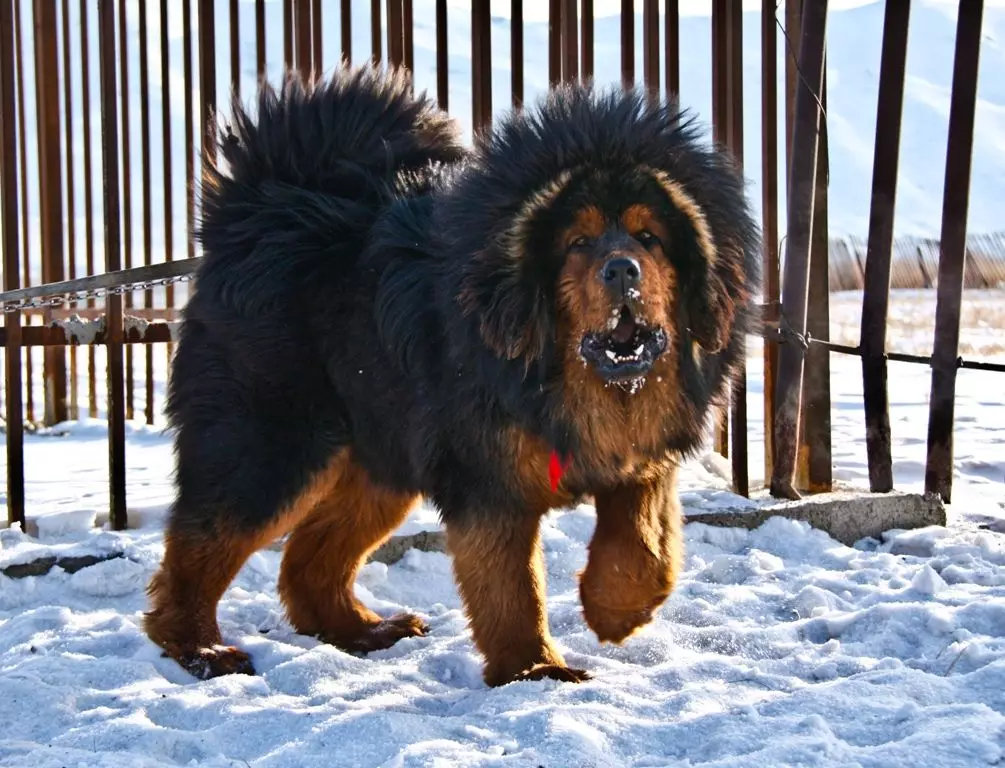 Dimensjonijiet tal-Mastiff Tibetan (19 Ritratti): Kemm jiżen kelb adult? Piż tal-puppy għal xhur. Tkabbir tal-klieb f'tagħmir 23029_5