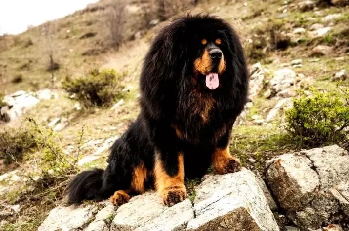 Димензии на тибетски Mastiff (19 фотографии): Колку тежи куче за возрасни? Кутре тежина со месеци. Раст на кучиња во венее 23029_6