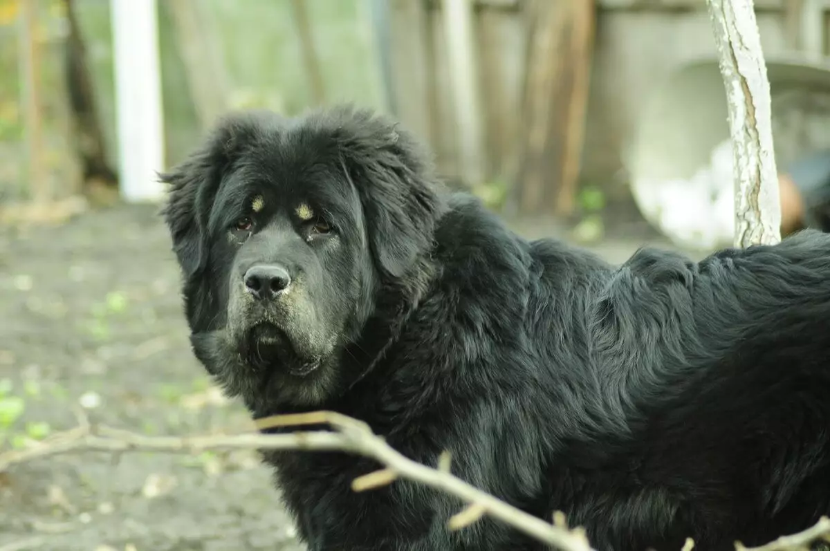 Dimensions de Mastiff tibétain (19 photos): Combien pèse un chien adulte? Poids du chiot pendant des mois. Croissance de chien dans le withers 23029_9