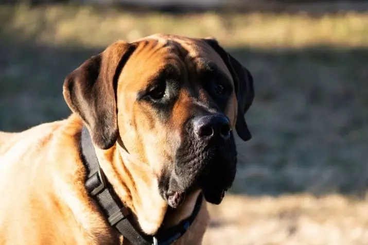 Mastiff Americanaidd (20 llun): Disgrifiad o frîd, nodweddion cŵn 23030_10