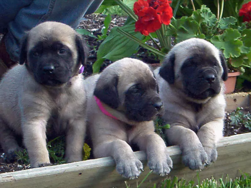 Mastiff Amerika (20 foto): Deskripsi jenis, fitur anjing 23030_11