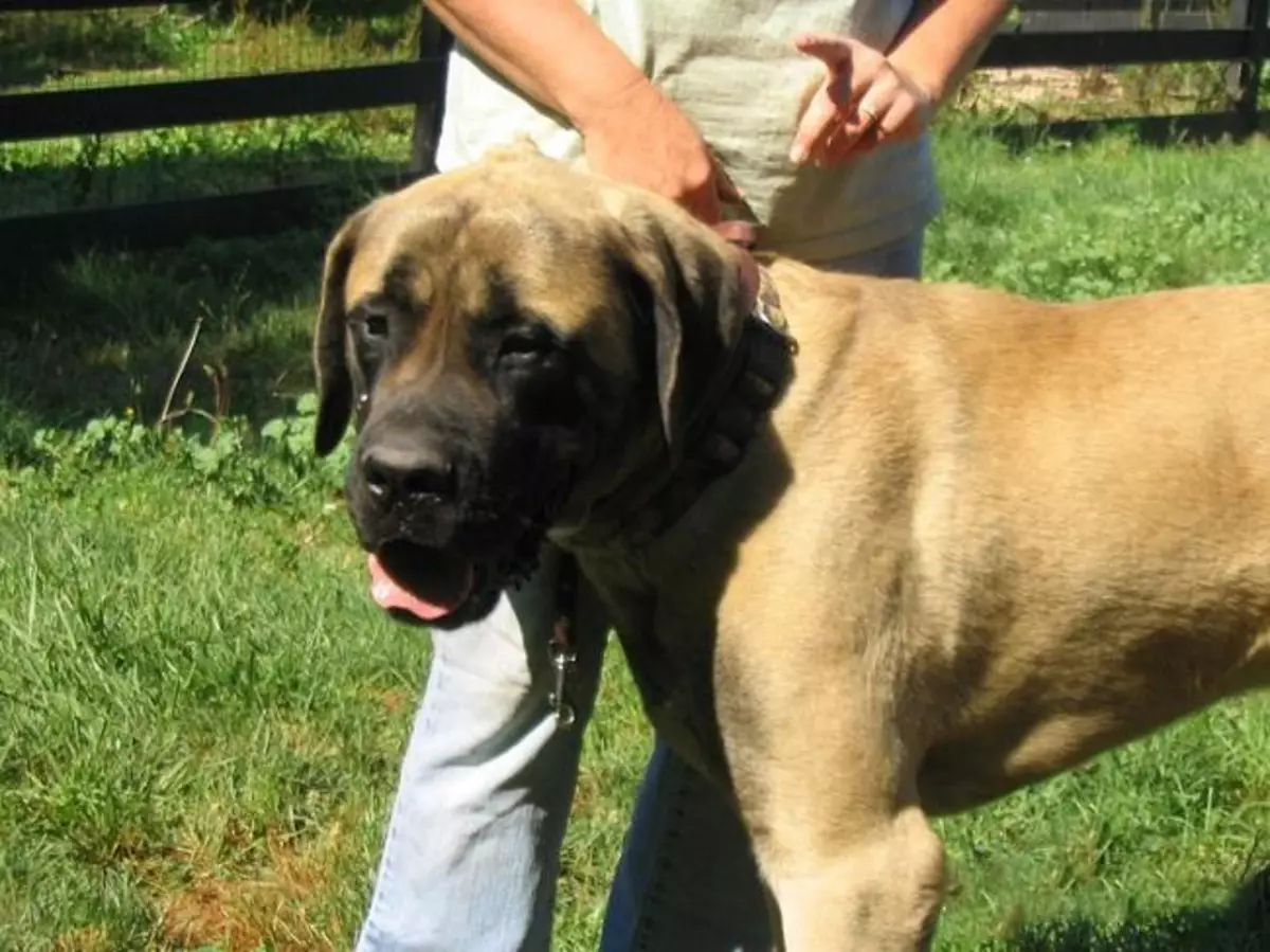 American Mastiff (20 장의 사진) : 품종에 대한 설명, 개의 특징 23030_12