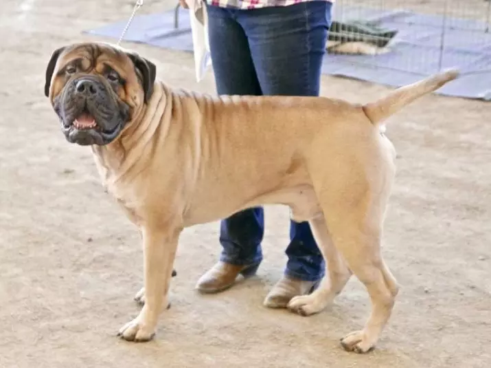 Mastiff Amerika (20 foto): Deskripsi jenis, fitur anjing 23030_17